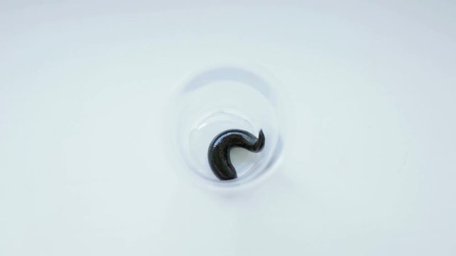 The full medical leech is wriggling at the bottom of a plastic glass.