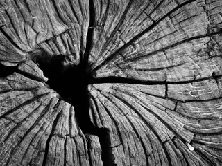 black and white of Old tree stump texture background, closeup and focus at the crack edge of the woode
