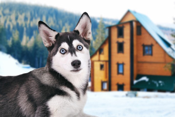 Dog guarding private property