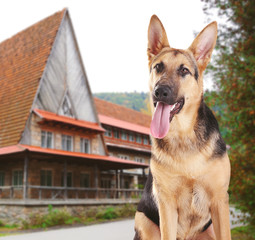 German shepherd dog guarding private property