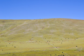Fototapeta premium yak on prairie with blue sky