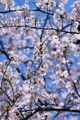 さくら咲く
近くの公園で撮ったものです。　青空をバックにさくらが咲き乱れています。　春の訪れを感じます。