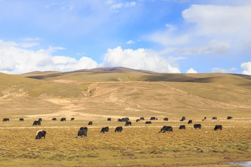 Obraz premium prairie with yak