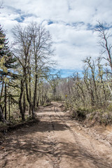 National Park Nahuelbuta, South of Chile.
