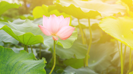 lotus