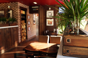 Close up view of decorative plants in modern cafe