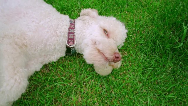 Dog lying on grass and holding tennis ball in mouth. Closeup of dog face. Calm poodle lying on back. Labradoodle holding ball in mouth. Close up of dog playing ball. Pet playing toy on green lawn