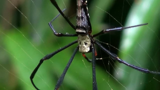 A Golden silk orb-weaver Spider (Nephila) crawls slowly back to the center of its web. Macro.