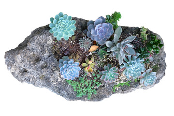 Kalanchoe blossfeldiana on rock isolated on white background