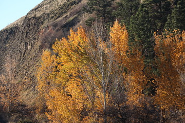 Fototapeta premium Beautiful Fall colors