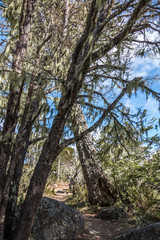 National Park Nahuelbuta, South of Chile.