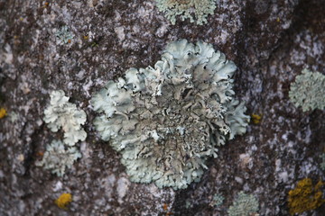 Lichen On The Rocks