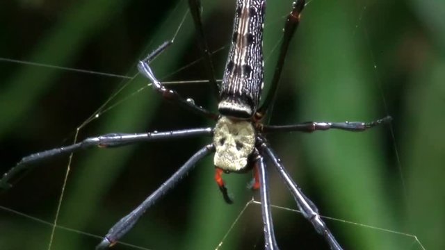 A huge spider (Golden silk orb-weaver Spider (Nephila)) moves slowly on its web. Macro.