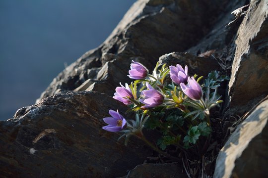 pasqueflower, rock lily at sunset