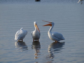 Three Comic Pelicans
