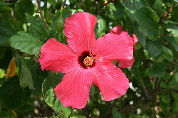 Pink Flower - Tokashiki Island, Okinawa, Japan