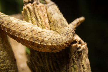 Chameleon  macro in nature of thailand