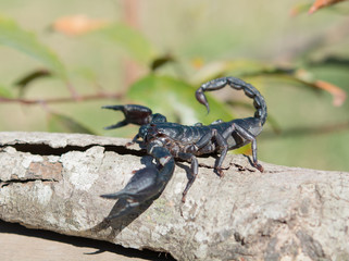 scorpion on wood