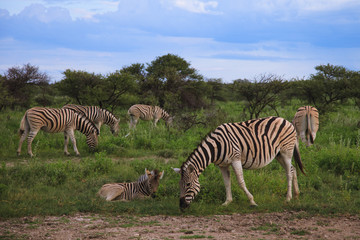 Fototapeta na wymiar many zebras eating and grazing in the bushes of the park Etosha.