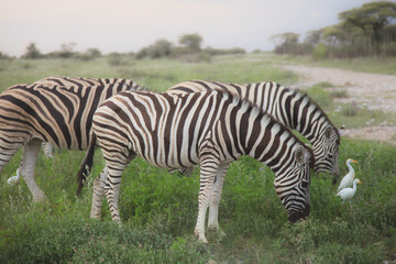 Fototapeta na wymiar many zebras eating and grazing in the bushes of the park Etosha.