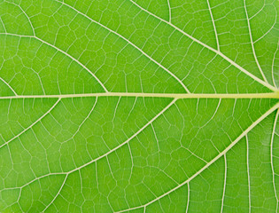 Plant green leaf, taro leaf 
