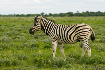 Fototapeta na wymiar one zebra eating and grazing in the bushes of the park Etosha.