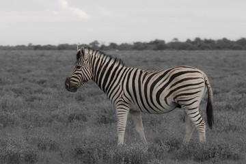 one zebra eating and grazing in the bushes of the park Etosha.