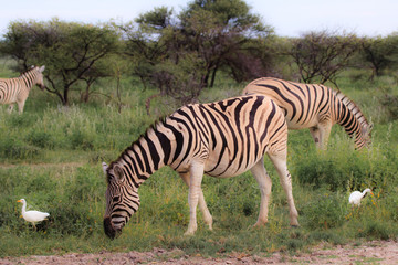 zebras eating and grazing in the bushes of the park Etosha.