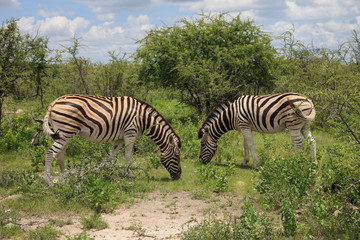 Fototapeta na wymiar zebras eating and grazing in the bushes of the park Etosha.