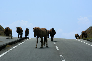 Naklejka premium Horses on Road - Yonaguni Island