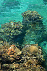Coral Reef - Yonaguni Island, Okinawa, Japan