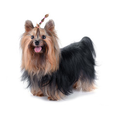 Dog yorkshire terrier isolated on white