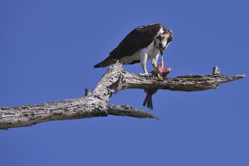 Osprey