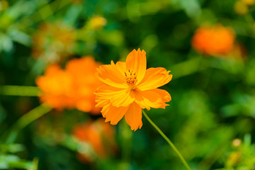 Yellow cosmos flower,Comos spp,Compositae , color process