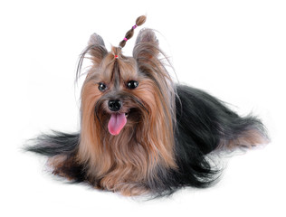 Dog yorkshire terrier isolated on white