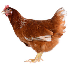 Hen eggs isolated on white background.