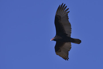 Turkey Vulture