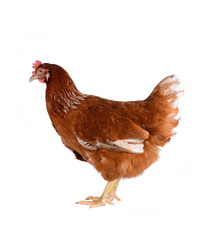 Hen eggs isolated on white background.