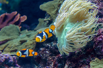 A pair of Amphiprion Percula Clownfish in the aquarium. - obrazy, fototapety, plakaty