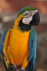 Macaw at Inverdoon, Karoo, South Africa