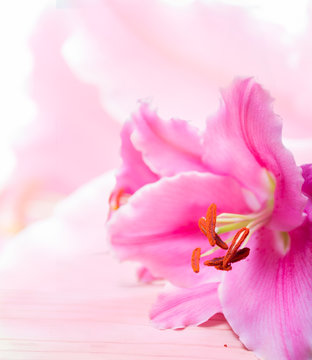 lily flower © sanee