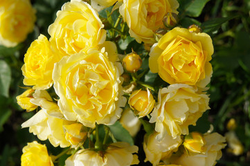 Many yellow roses in garden