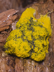 Fototapeta premium Sponge-like green and yellow fungus on old wood macro, selective focus, shallow DOF