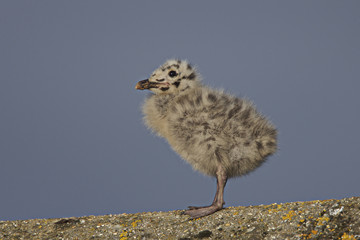 Herring Gull, (Larus argentatus) a young chick, Penzance, Cornwa