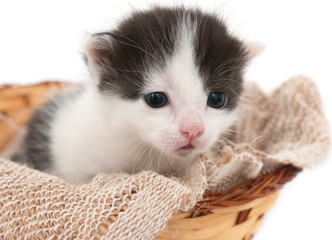 small kitten in a basket