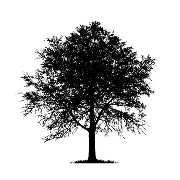 Realistic birch tree branches silhouette (Vector illustration).Eps10