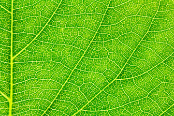 Leaf texture, leaf background for design with copy space for text or image. Leaf motifs that occurs natural.