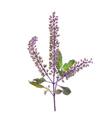 fresh purple sweet basil flower isolated on a white background