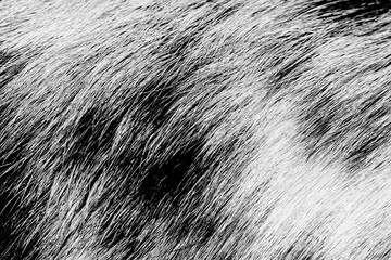 black-and-white wool as background