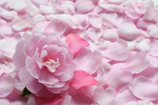 花びらの絨毯 の画像 27 414 件の Stock 写真 ベクターおよびビデオ Adobe Stock